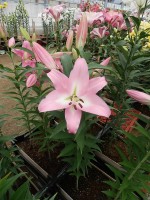 [5197 Crisana VH No01.JPG]